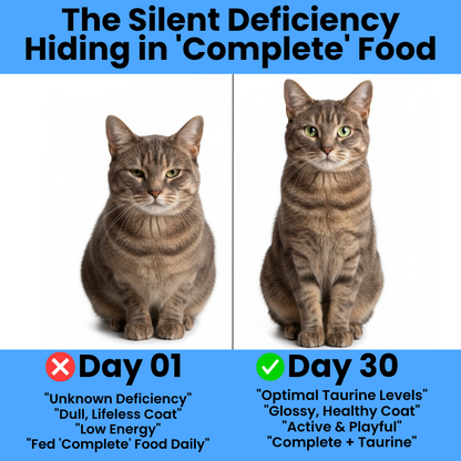 Stop The Silent Deficiency Before You See the Signs with PurrSupps™ Taurine Supplement